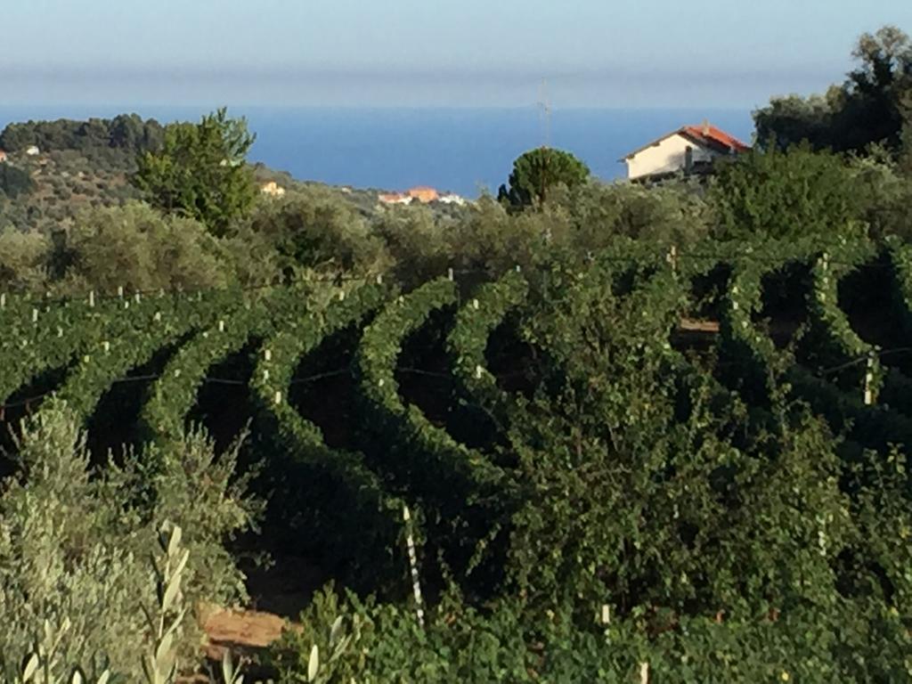 Agriturismo Ada Musso Ss Diano Borello Kültér fotó
