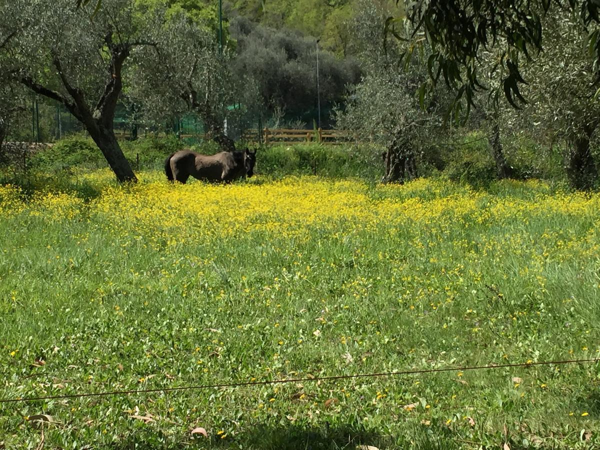 Agriturismo Ada Musso Ss Diano Borello Kültér fotó